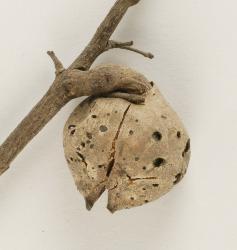 © Landcare Research 